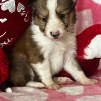 AKC Shadow, a male Shetland Sheepdog for sale in Mayslick, KY – Photo 6 of 9