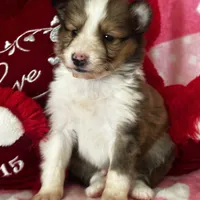 AKC Shadow, a male Shetland Sheepdog for sale in Mayslick, KY – Photo 8 of 9