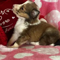 AKC Shadow, a male Shetland Sheepdog for sale in Mayslick, KY – Photo 9 of 9