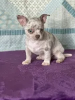 AKC Cain, a female Chihuahua for sale in Mayslick, KY – 5 of 9