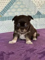 CKC Cleo, a male Chihuahua for sale in Mayslick, KY – 7 of 10