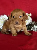 Dana, a female Miniature Dachshund for sale in Mayslick, KY – 6 of 10