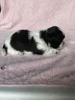 Shondra, a female Shih Tzu for sale in Mayslick, KY – 5 of 7