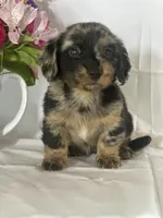 Delilah (longhaired), a female Miniature Dachshund for sale in Mayslick, KY – 5 of 7