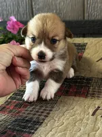 Prissy, a female Pembroke Welsh Corgi for sale in Mayslick, KY – 4 of 6