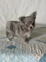AKC Carson, a male Chihuahua for sale in Mayslick, KY – 1 of 10
