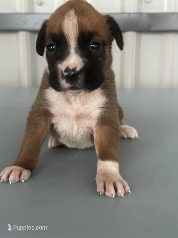 Becca – Boxer puppy for sale in Mayslick, KY