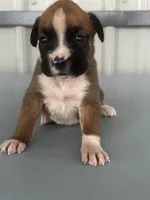Becca, a female Boxer for sale in Mayslick, KY – 5 of 6