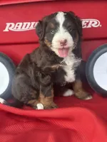 Bria, a female Miniature Bernedoodle for sale in Mayslick, KY – 5 of 10