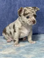 Cody, a male Chihuahua for sale in Mayslick, KY – 9 of 10