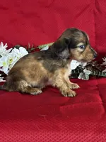 Darcy, a female Miniature Dachshund for sale in Mayslick, KY – 6 of 9