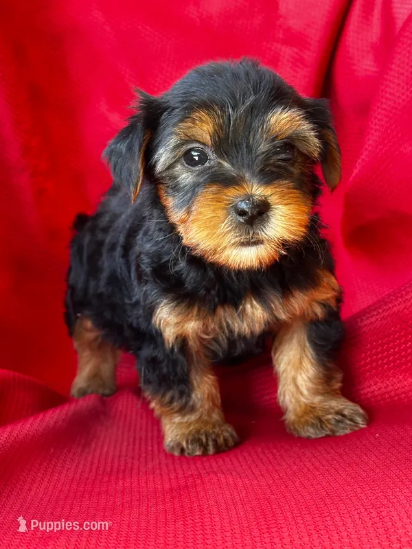 Yolanda – Yorkshire Terrier puppy for sale in Mayslick, KY