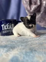 Chica, a female Chihuahua for sale in Mayslick, KY – 3 of 9
