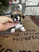 AKC Pongo, a male Pembroke Welsh Corgi for sale in Mayslick, KY – 2 of 6
