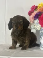 Dasher (long-haired), a male Miniature Dachshund for sale in Mayslick, KY – 8 of 10