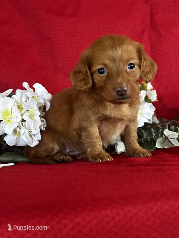 Dana – Miniature Dachshund puppy for sale in Mayslick, KY