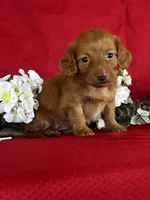 Dana, a female Miniature Dachshund for sale in Mayslick, KY – 1 of 10