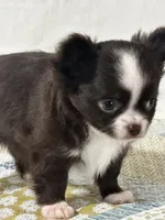 AKC Chenille, a female Chihuahua for sale in Mayslick, KY – 9 of 10