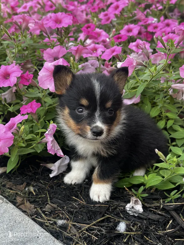 Pogo – Pembroke Welsh Corgi puppy for sale in Mayslick, KY