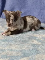 Cocoa, a female Chihuahua for sale in Mayslick, KY – 7 of 9