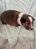 Shiloh, a male Shetland Sheepdog for sale in Mayslick, KY – 5 of 6