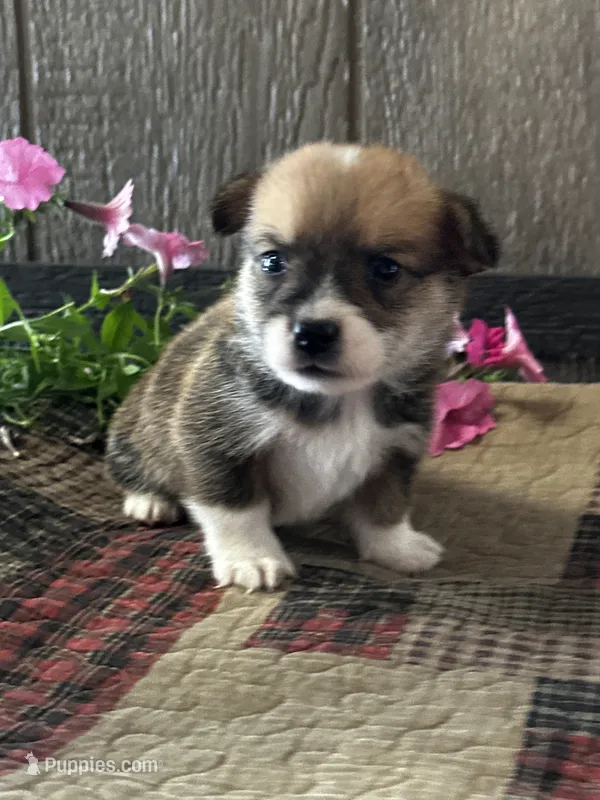 Presley – Pembroke Welsh Corgi puppy for sale in Mayslick, KY