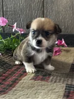 Presley, a male Pembroke Welsh Corgi for sale in Mayslick, KY – 1 of 6