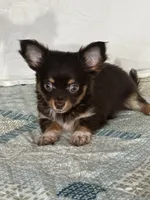 CKC Cleo, a male Chihuahua for sale in Mayslick, KY – 2 of 10