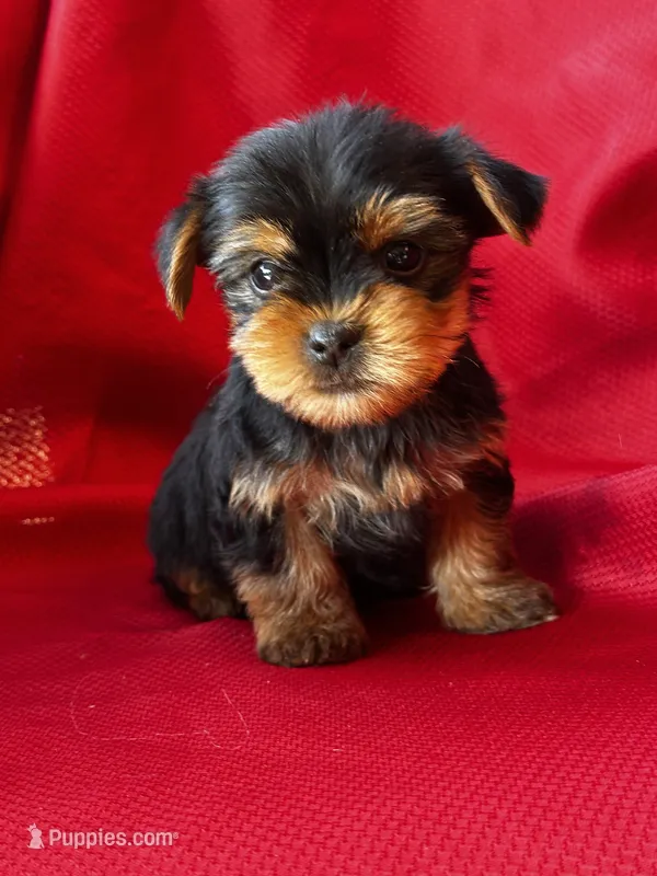Yancy – Yorkshire Terrier puppy for sale in Mayslick, KY