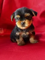 Yancy, a male Yorkshire Terrier for sale in Mayslick, KY – 2 of 10