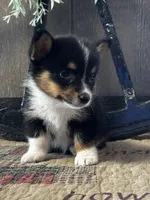 Pogo, a male Pembroke Welsh Corgi for sale in Mayslick, KY – 2 of 9
