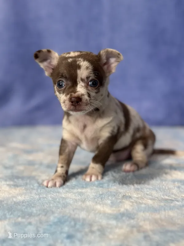 Cocoa – Chihuahua puppy for sale in Mayslick, KY