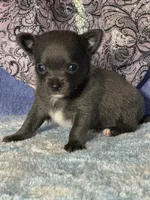 Calypso, a female Chihuahua for sale in Mayslick, KY – 1 of 5