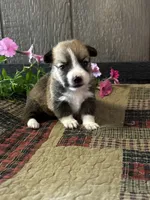 Precious, a female Pembroke Welsh Corgi for sale in Mayslick, KY – 2 of 7