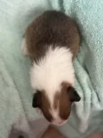 Shep, a male Shetland Sheepdog for sale in Mayslick, KY – 2 of 5