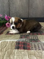 Prudence, a female Pembroke Welsh Corgi for sale in Mayslick, KY – 2 of 6