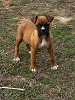 Bruno, a male Boxer for sale in Mayslick, KY – Photo 4 of 4