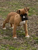 Bruno, a male Boxer for sale in Mayslick, KY – Photo 2 of 4