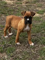Bruno, a male Boxer for sale in Mayslick, KY – Photo 3 of 4