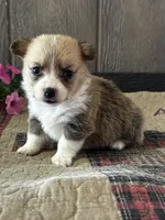 AKC Penelope, a female Pembroke Welsh Corgi for sale in Mayslick, KY – 7 of 10