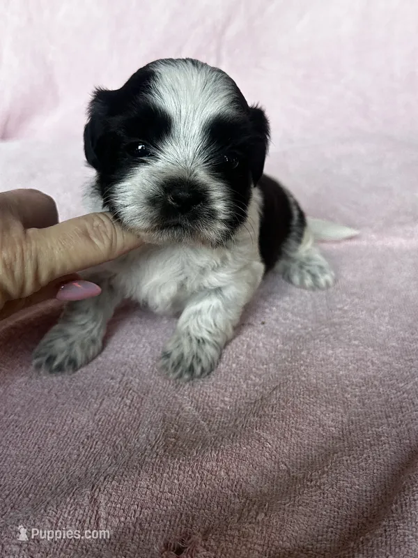 Shondra – Shih Tzu puppy for sale in Mayslick, KY