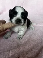 Shondra, a female Shih Tzu for sale in Mayslick, KY – 1 of 7