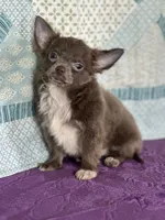 AKC Charlie, a male Chihuahua for sale in Mayslick, KY – 7 of 10
