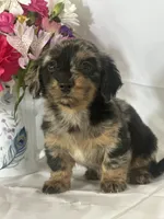 Delilah (longhaired), a female Miniature Dachshund for sale in Mayslick, KY – 2 of 7