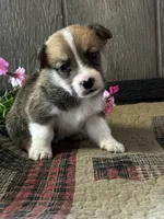 AKC Preston, a male Pembroke Welsh Corgi for sale in Mayslick, KY – 6 of 9