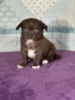 Chuck, a male Chihuahua for sale in Mayslick, KY – 1 of 9
