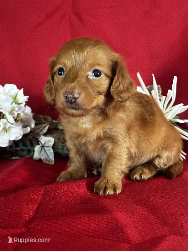 Dana – Miniature Dachshund puppy for sale in Mayslick, KY