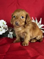 Dana, a female Miniature Dachshund for sale in Mayslick, KY – 2 of 10