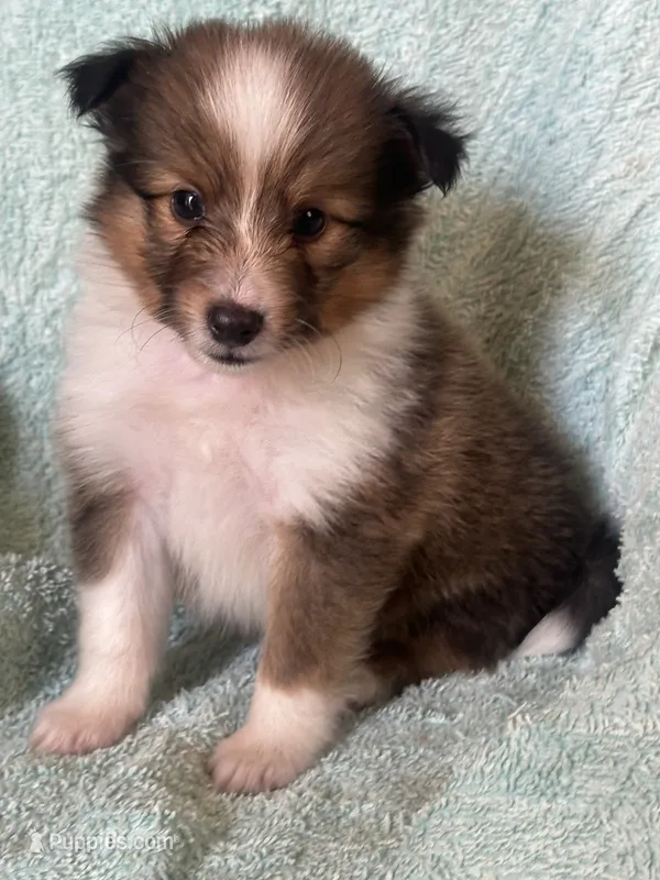 Shiloh – Shetland Sheepdog puppy for sale in Mayslick, KY