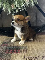 Presley, a male Pembroke Welsh Corgi for sale in Mayslick, KY – 5 of 10